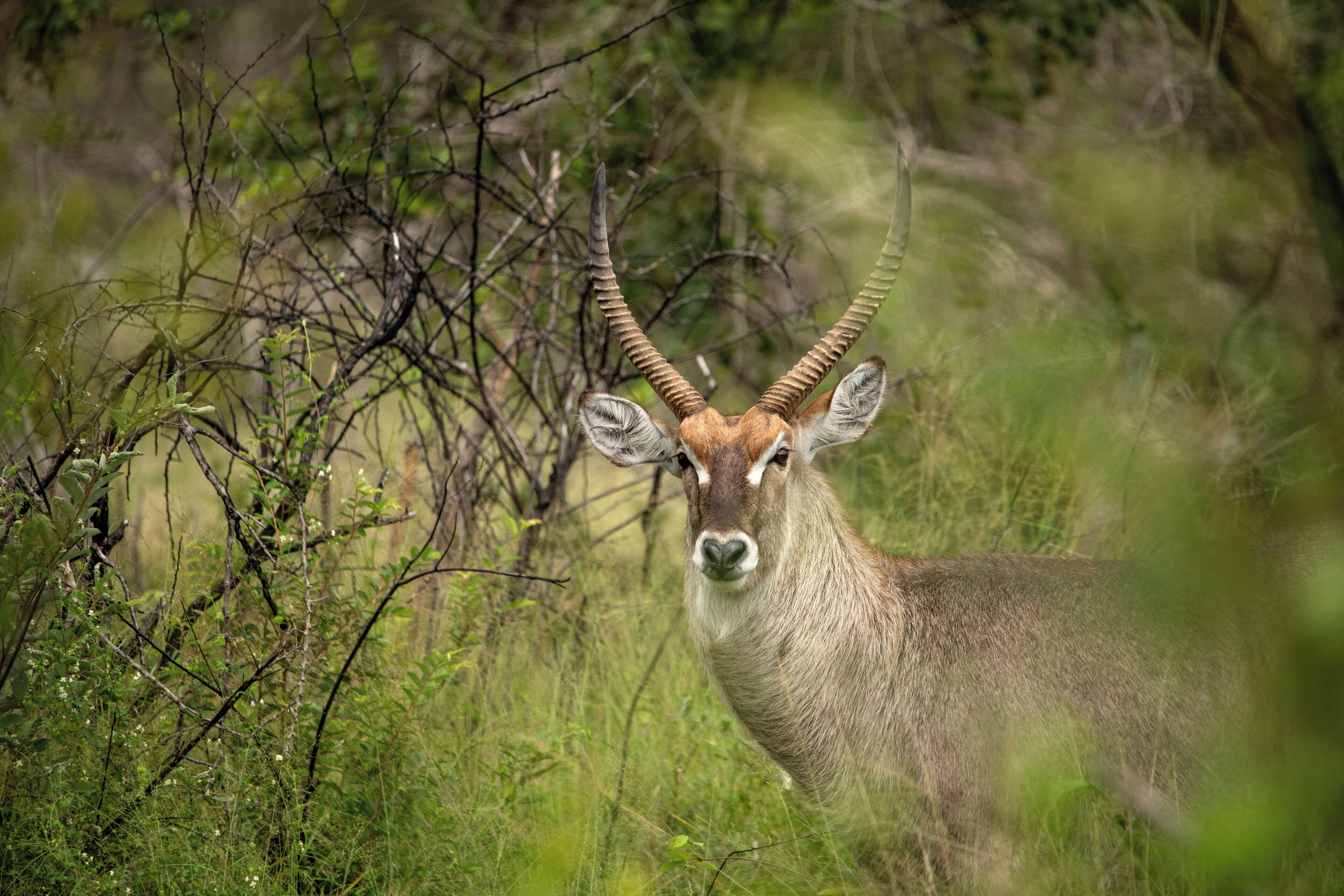 A kudu antelope in a natural setting with dense vegetation and trees.