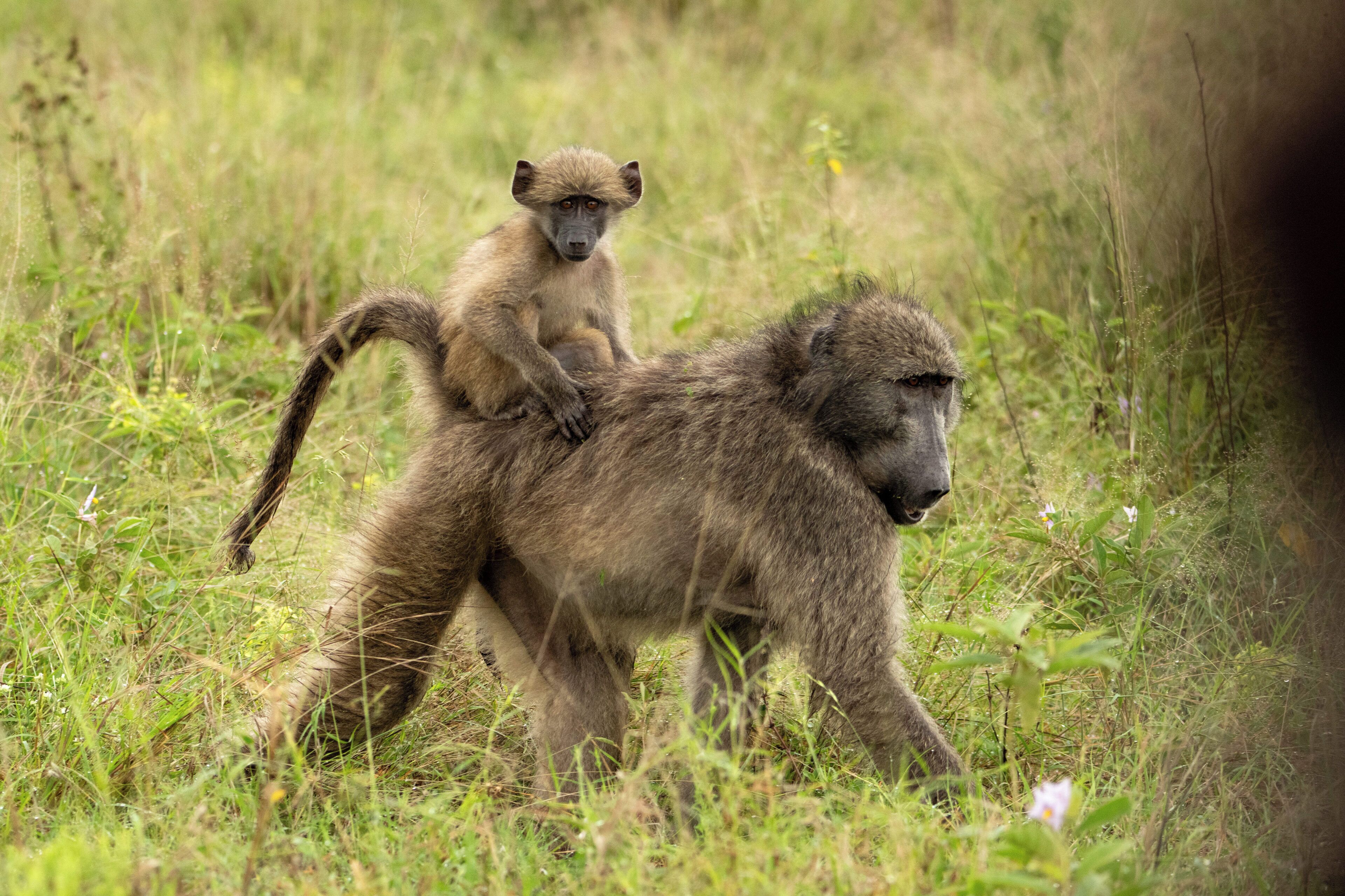 A baboon with a baby baboon on its back in a grassy area.
