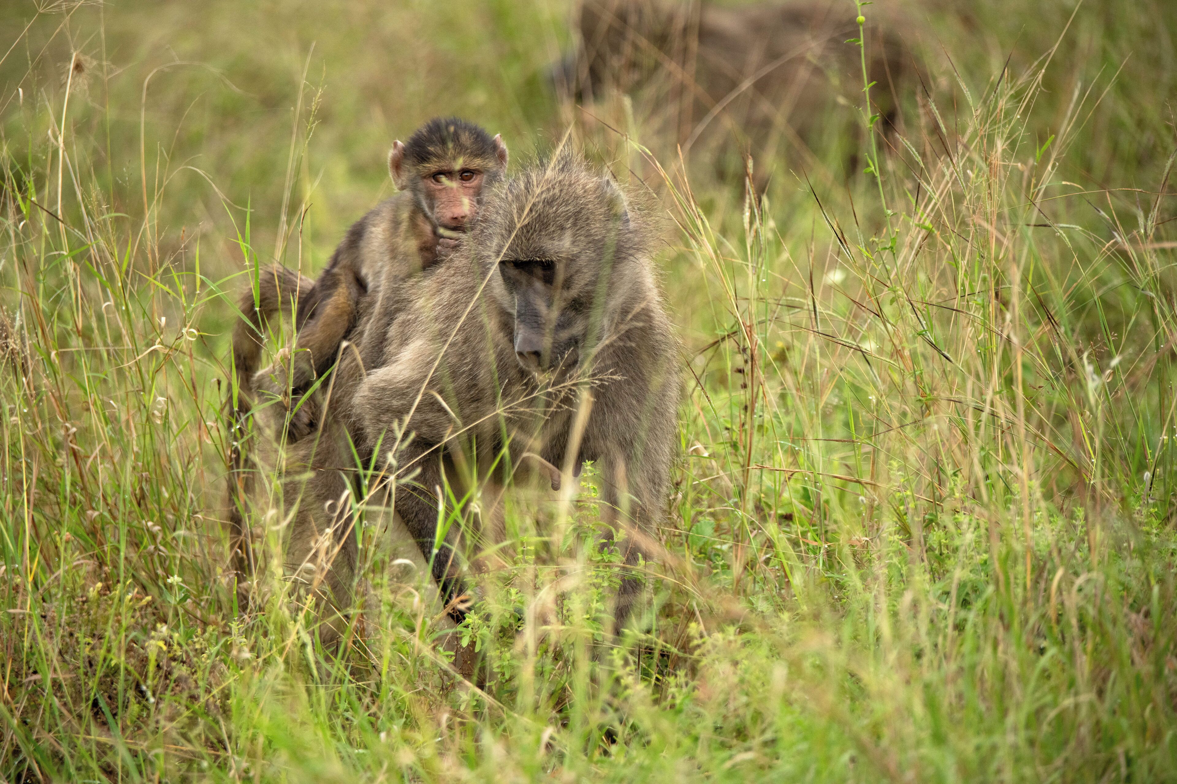 Two monkeys in a grassy field.