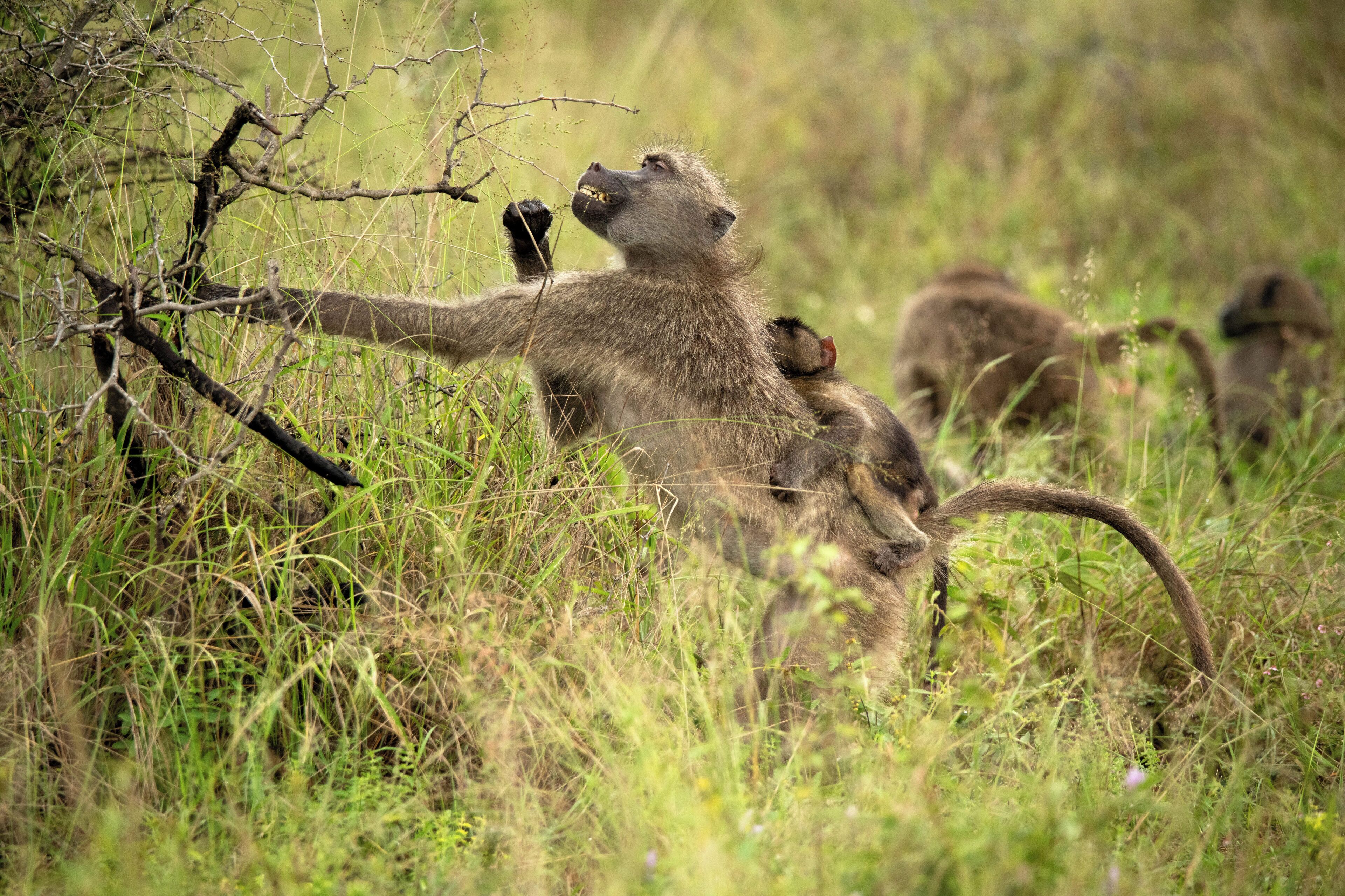 A monkey in a natural setting with grass and branches.