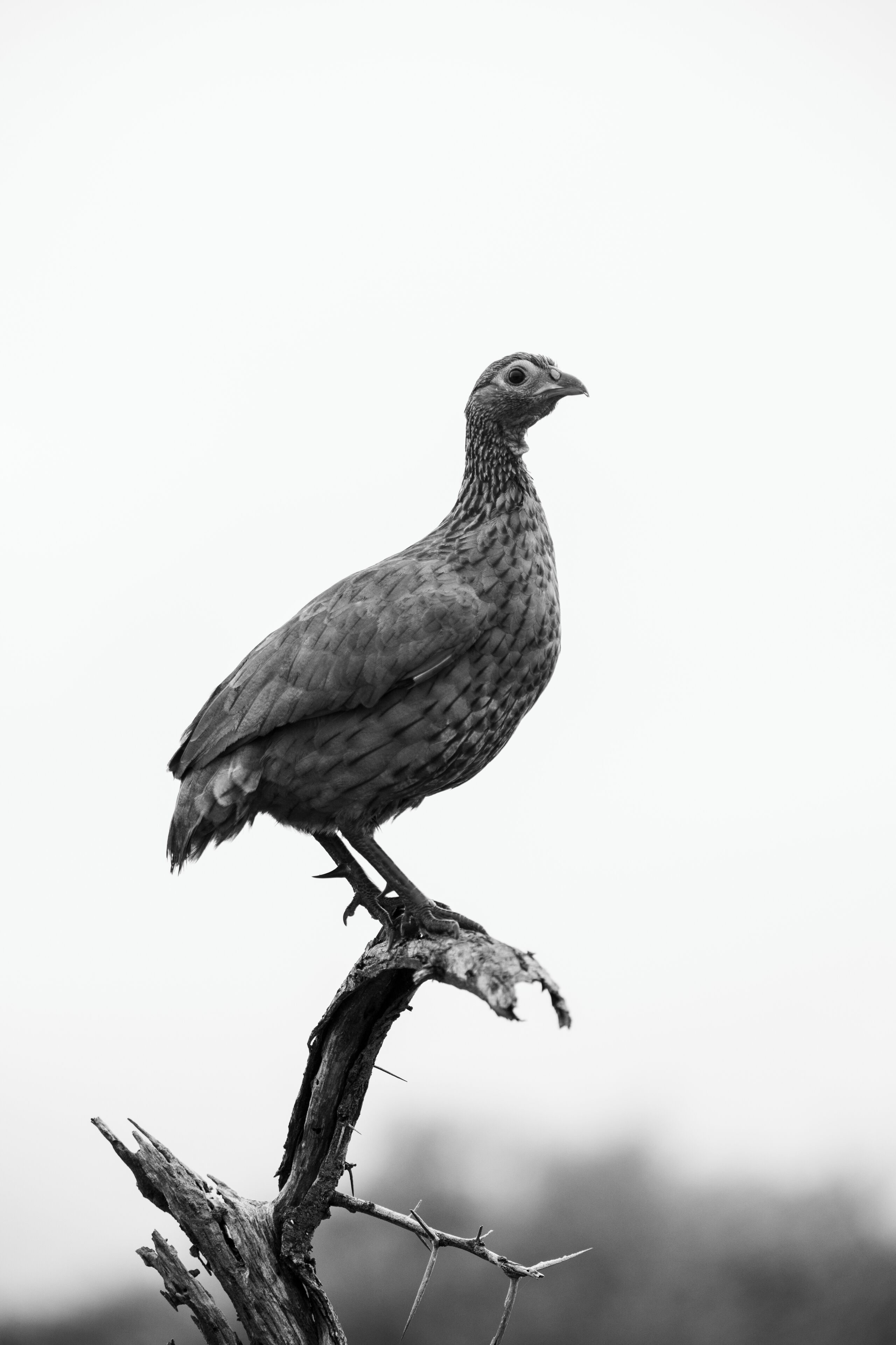 A bird perched on a branch.
