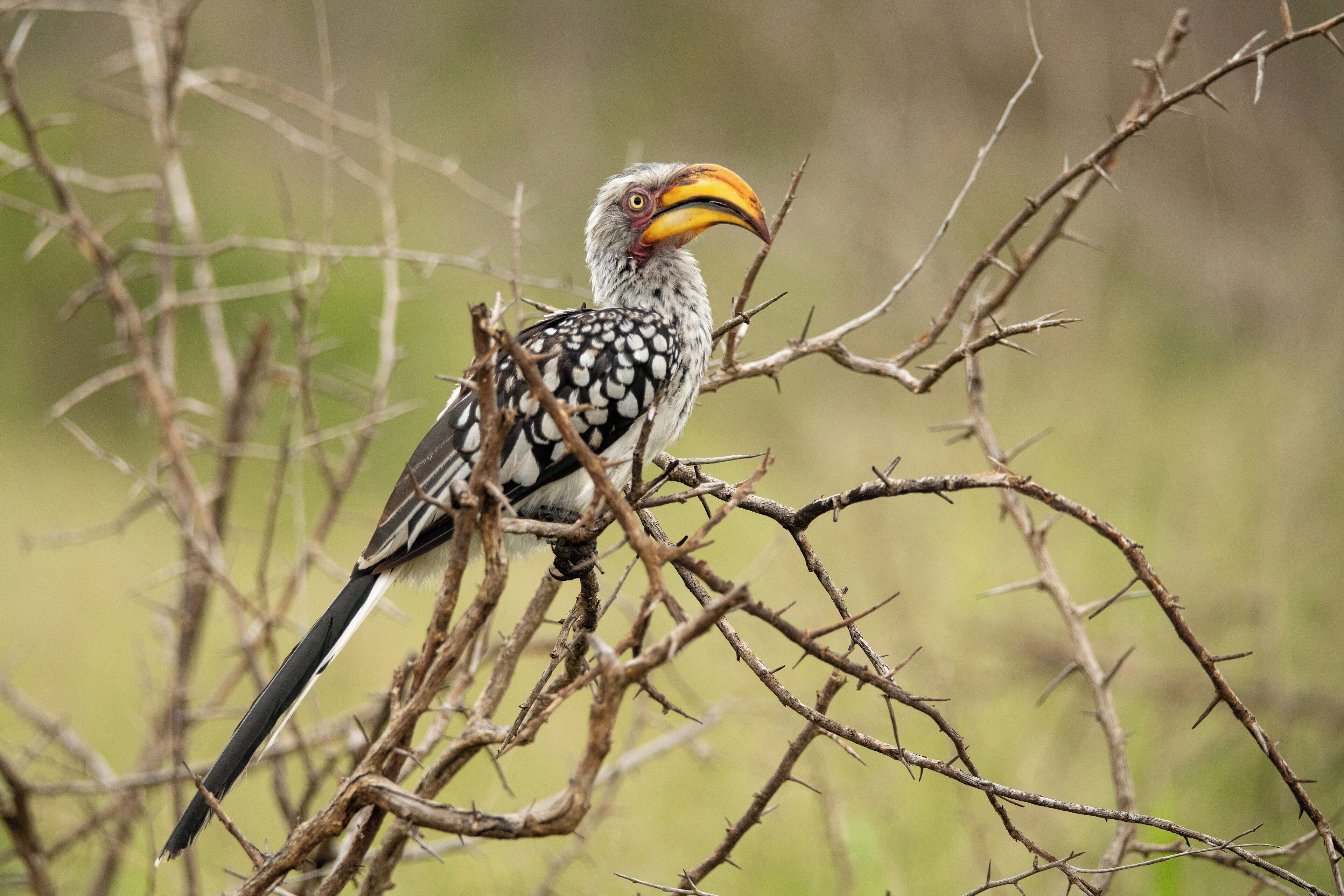 A bird perched on a branch.