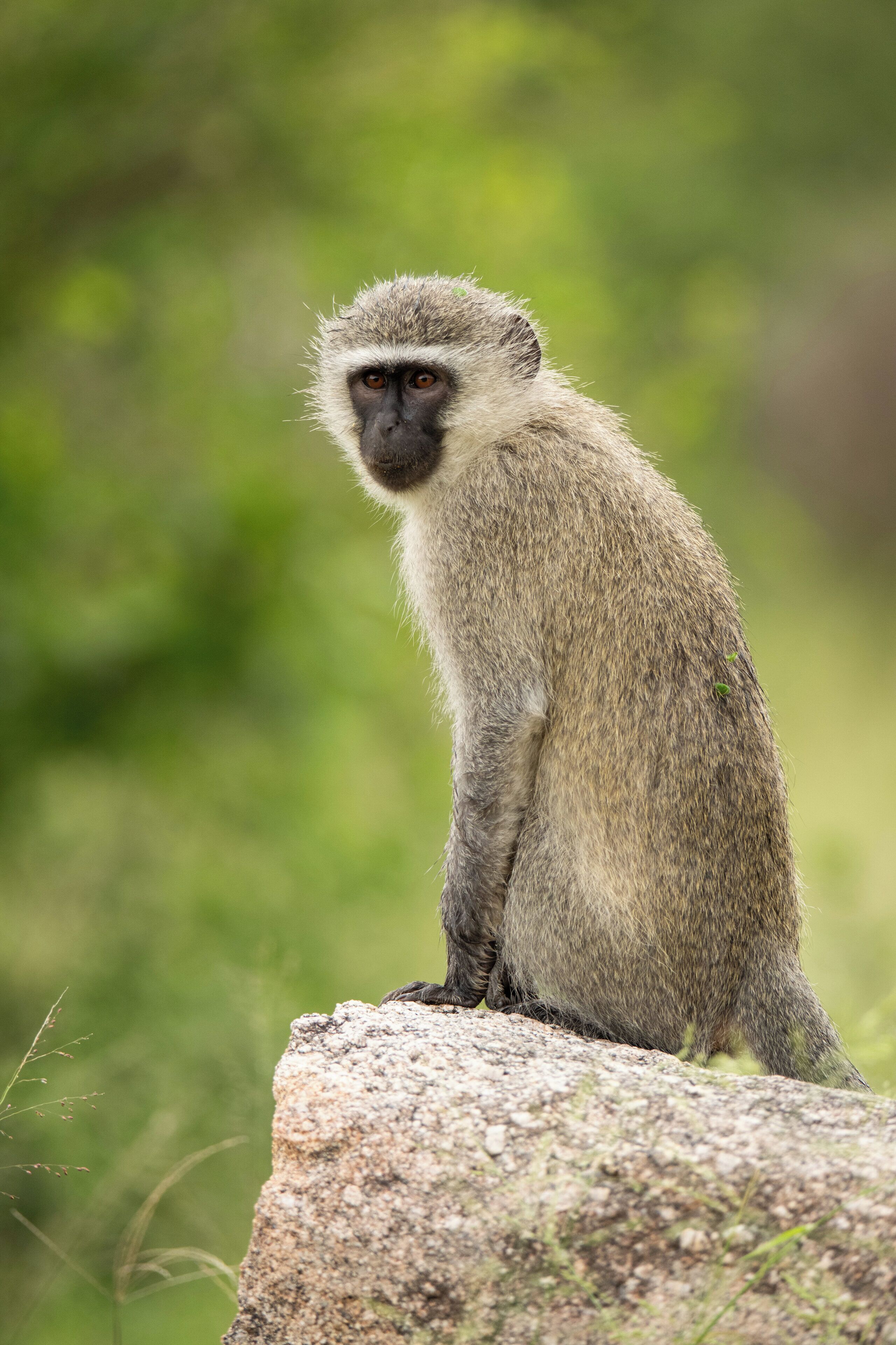 A monkey sitting on a rock.