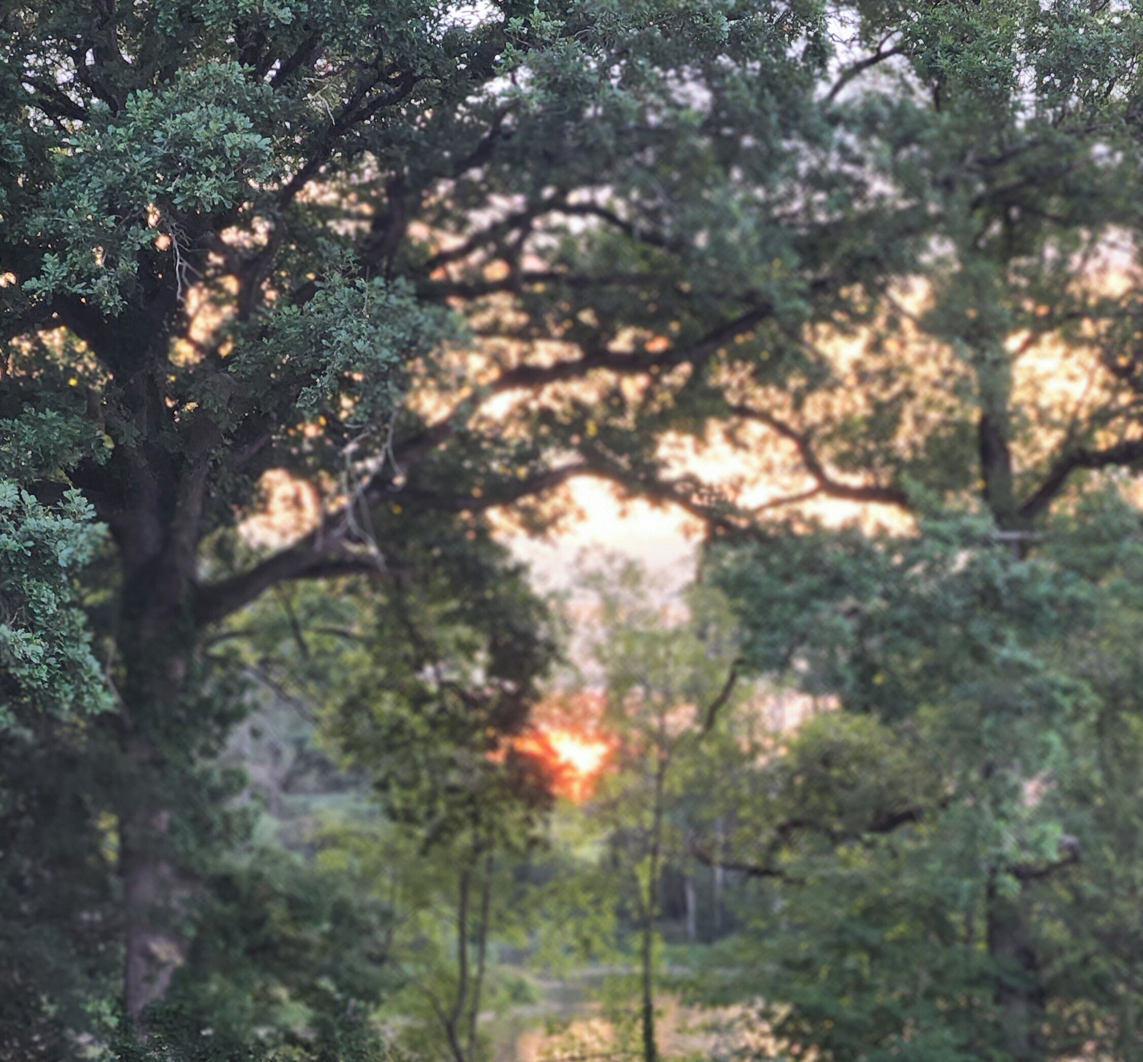 Une scène de forêt où la lumière du soleil filtre à travers les arbres.