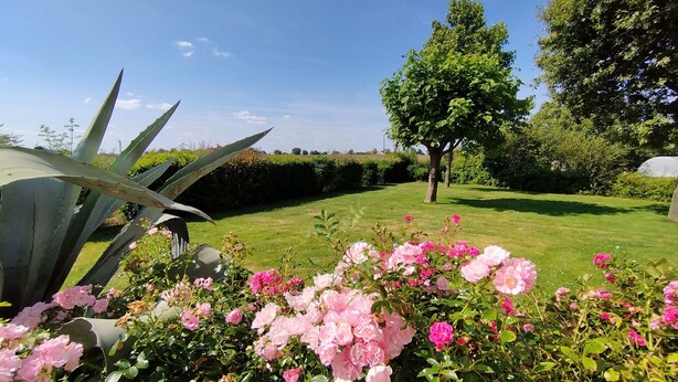 Un jardin avec des rosiers roses, un grand arbre et une haie.