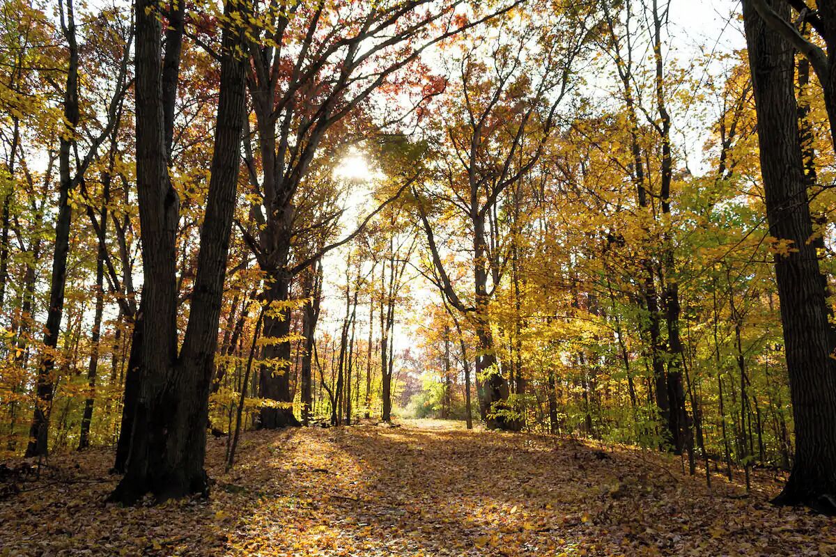 Un sentier forestier bordé d’arbres, où la lumière du soleil filtre à travers les branches.