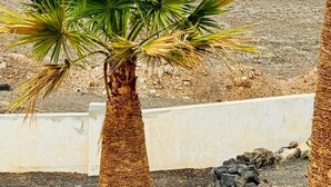 A palm tree with a view of the ocean and a boat in the distance. - Ferienwohnung in Einer Finca 4000m2 mit Pool Naehe Puerto Calero (Mácher)
