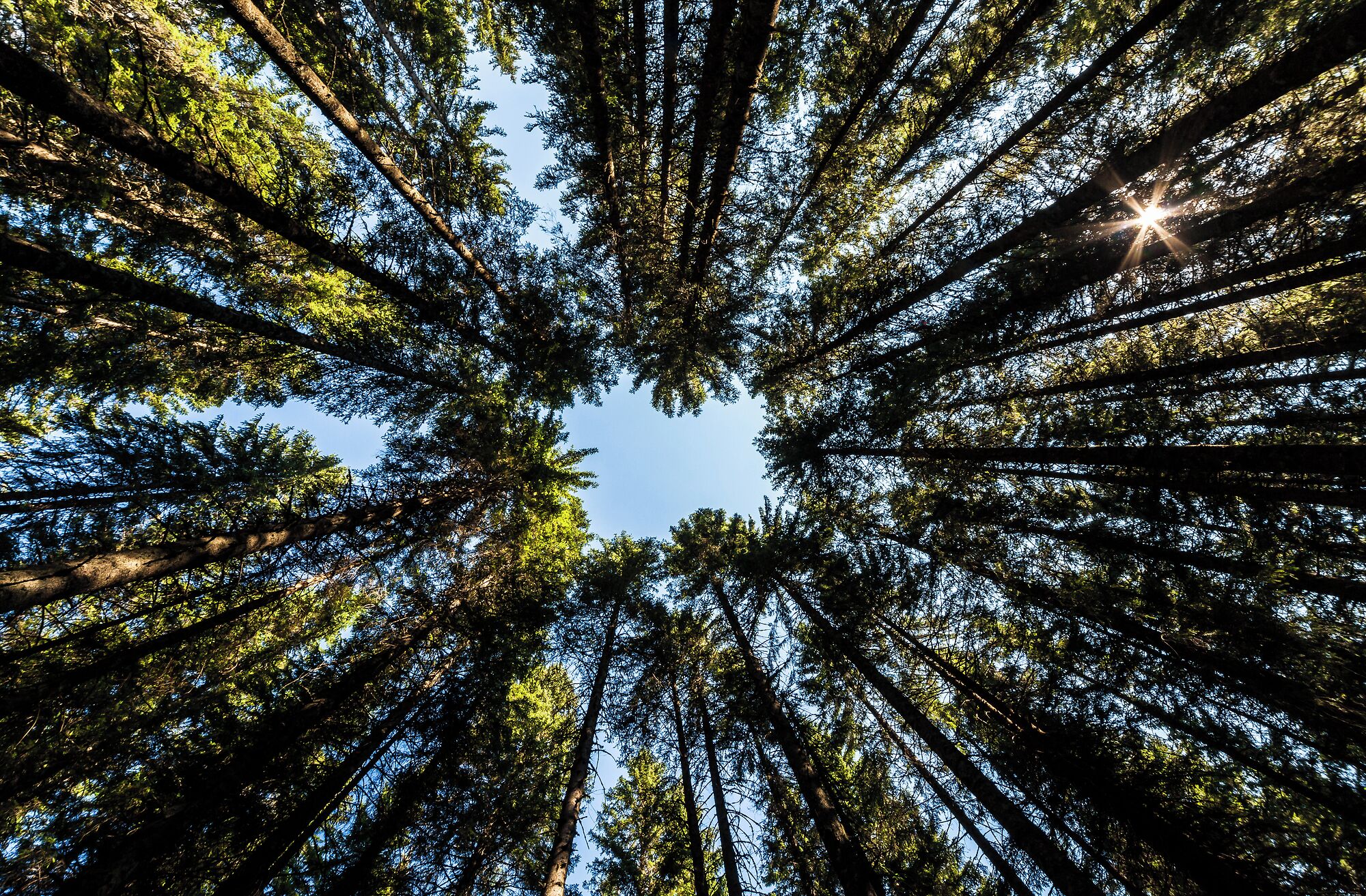 Hohe Bäume erheben sich zum Himmel, wobei Sonnenlicht durch das Blätterdach fällt.