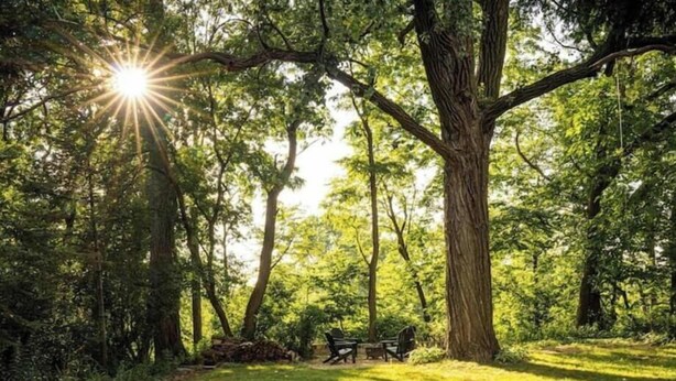 Een park met een grote boom, een picknicktafel en bankjes.