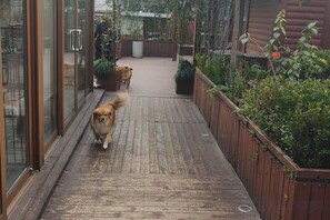 A wooden deck with a dog walking, surrounded by potted plants and a wooden fence. - Hangzhou West Lake Enjoyor Hotel (Hangzhou)