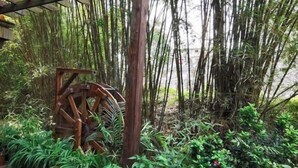 Una estructura rústica de noria de madera rodeada de exuberante follaje y bambú.
