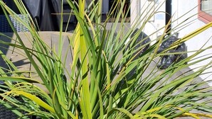 A covered outdoor area with a barbecue grill, a potted plant, and a white building with a red door. - Townhouse Haven - Modern, Spa, close to Nelson Central! Pets welcome. (Nelson)
