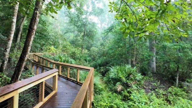 A wooden boardwalk through a dense forest with lush greenery and tall trees.
