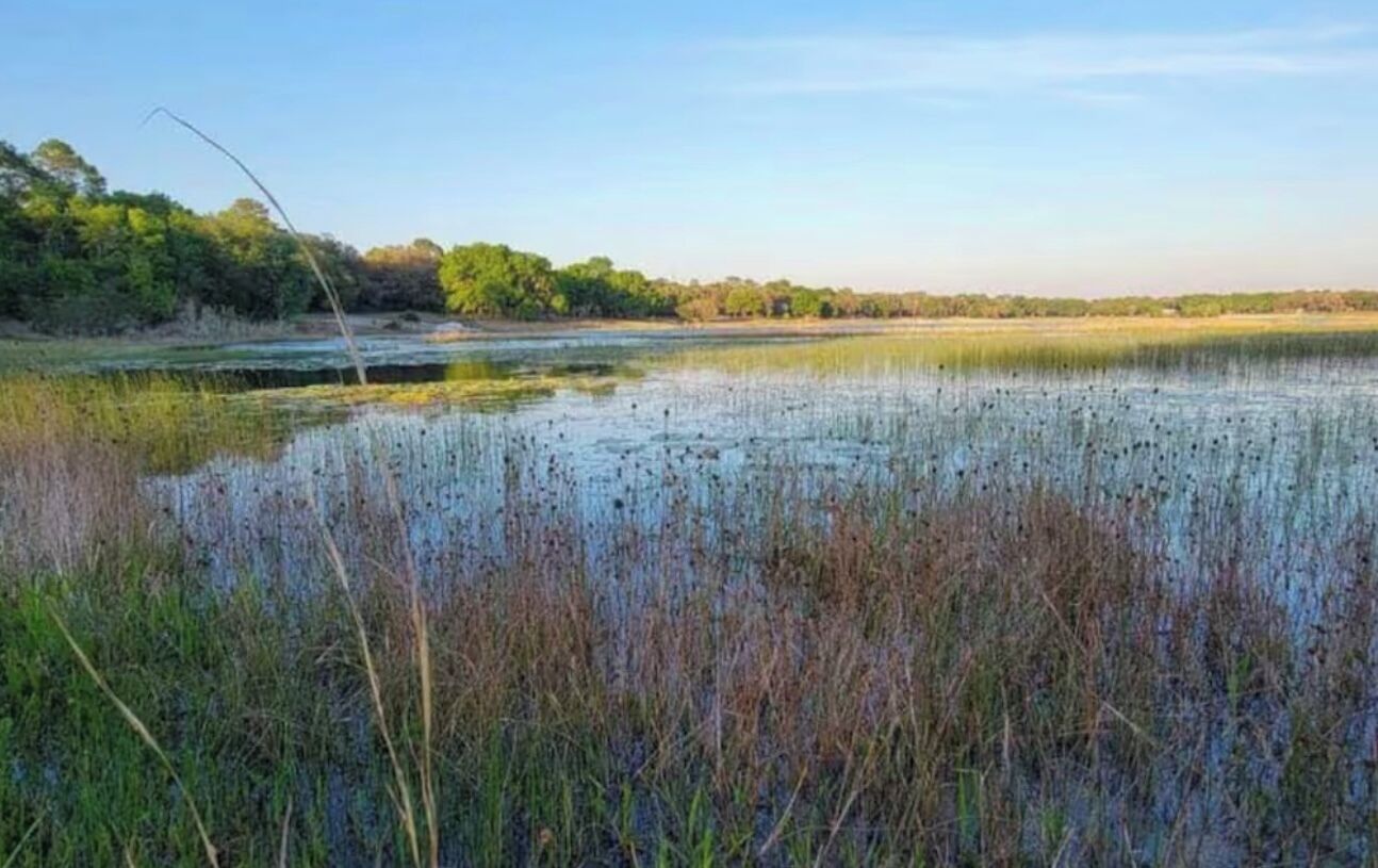 Ett naturligt landskap med en vattenyta, tät vegetation och träd i bakgrunden.