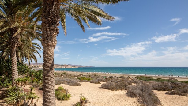 Una playa con palmeras, dunas de arena y un cielo azul despejado.