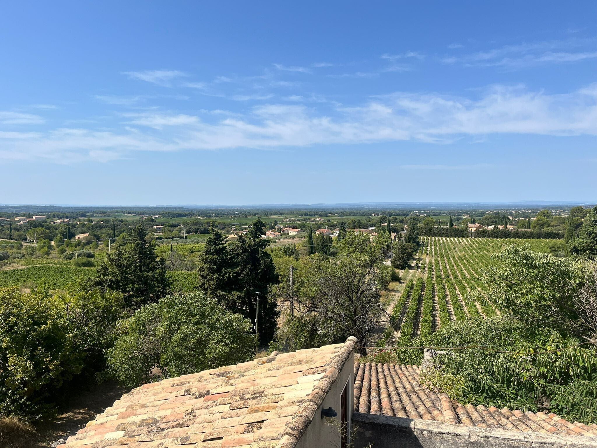 Ein Weinberg mit gestuften Rebenreihen, blauem Himmel und Gebäuden in der Ferne.