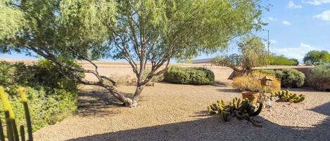A desert garden with cacti and a large tree.