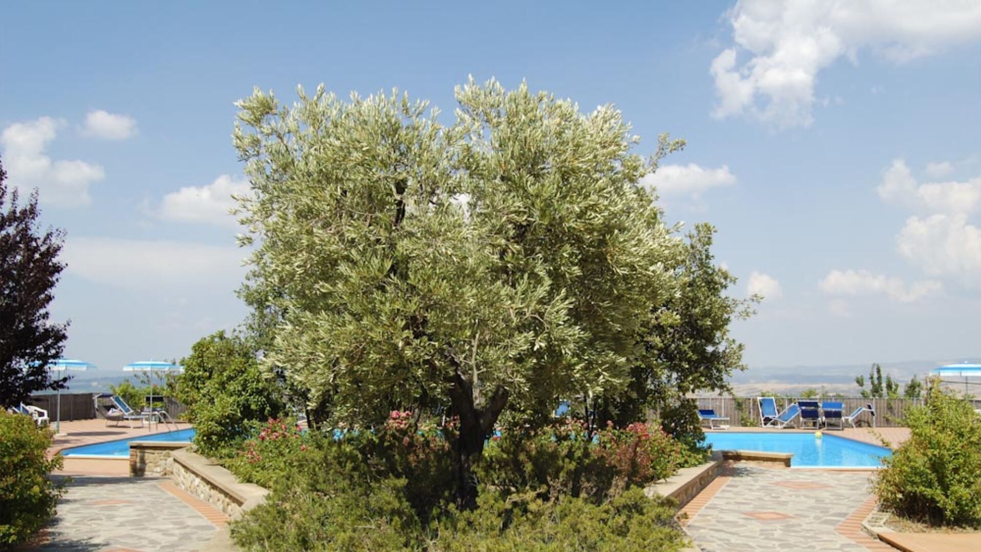 Un espace piscine agrémenté d’un grand arbre, de chaises longues et d’un ciel dégagé.