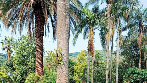 A landscaped garden with palm trees, a brick pathway, and a grassy area. - Pecan Farm Guesthouse (Louis Trichardt)