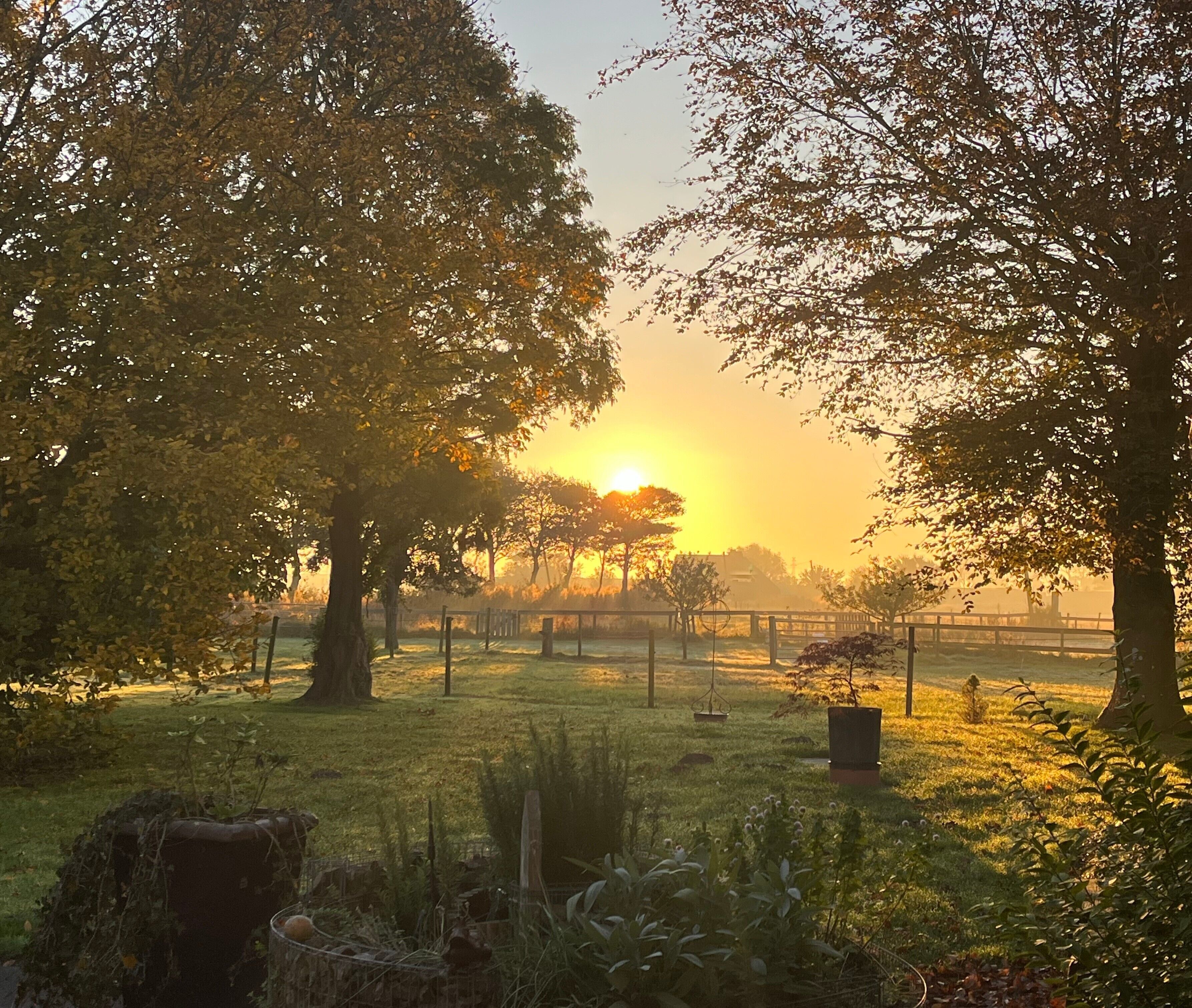 Un paysage paisible avec des arbres, une clôture et un champ d’herbe au coucher du soleil.