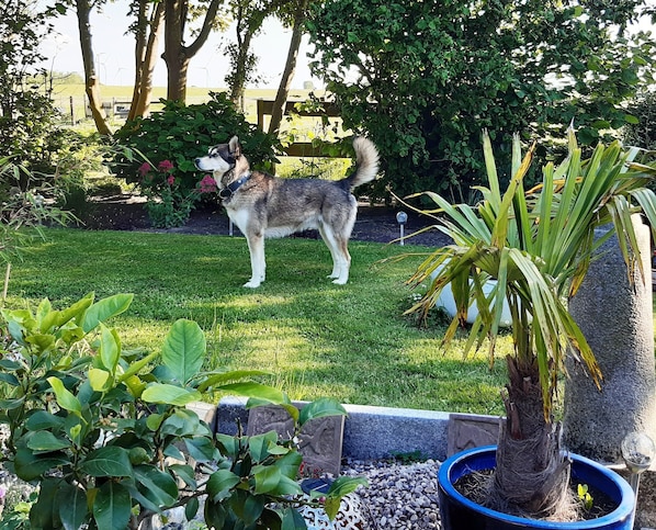 A garden with a dog, trees, and a bench.