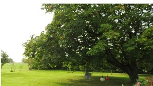 A grassy area with a large tree, a swing, and a small garden.