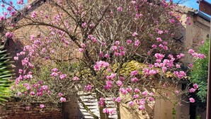 A garden with a lawn, a brick wall, and a tree with pink flowers. - Charmant Gite aux Beaux Volumes, Jardin Privé, Idéal en Familles (Beaumont-de-Lomagne)