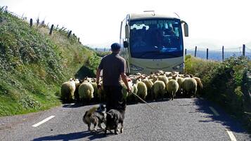 A man herding sheep and dogs on a road with a bus in the background.