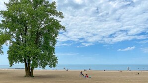 Een strand met een grote boom, zandstrand en enkele mensen in de verte.
