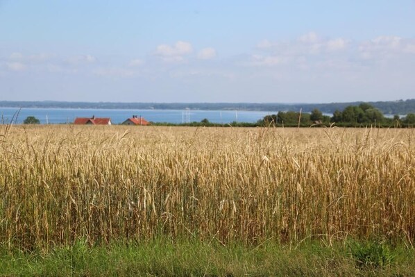 A field of mature wheat with a body of water and a few buildings in the background.