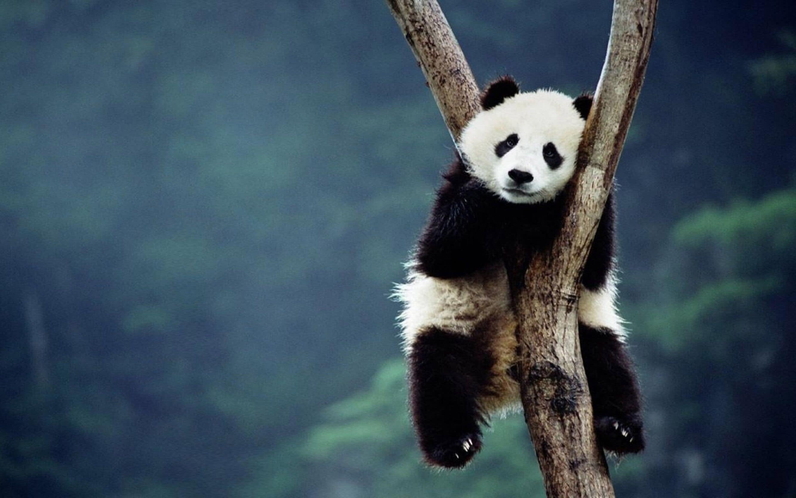 A panda clinging to a tree branch in a forest.