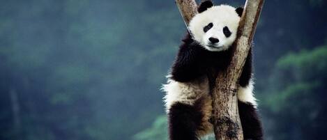 A panda clinging to a tree branch in a forest.