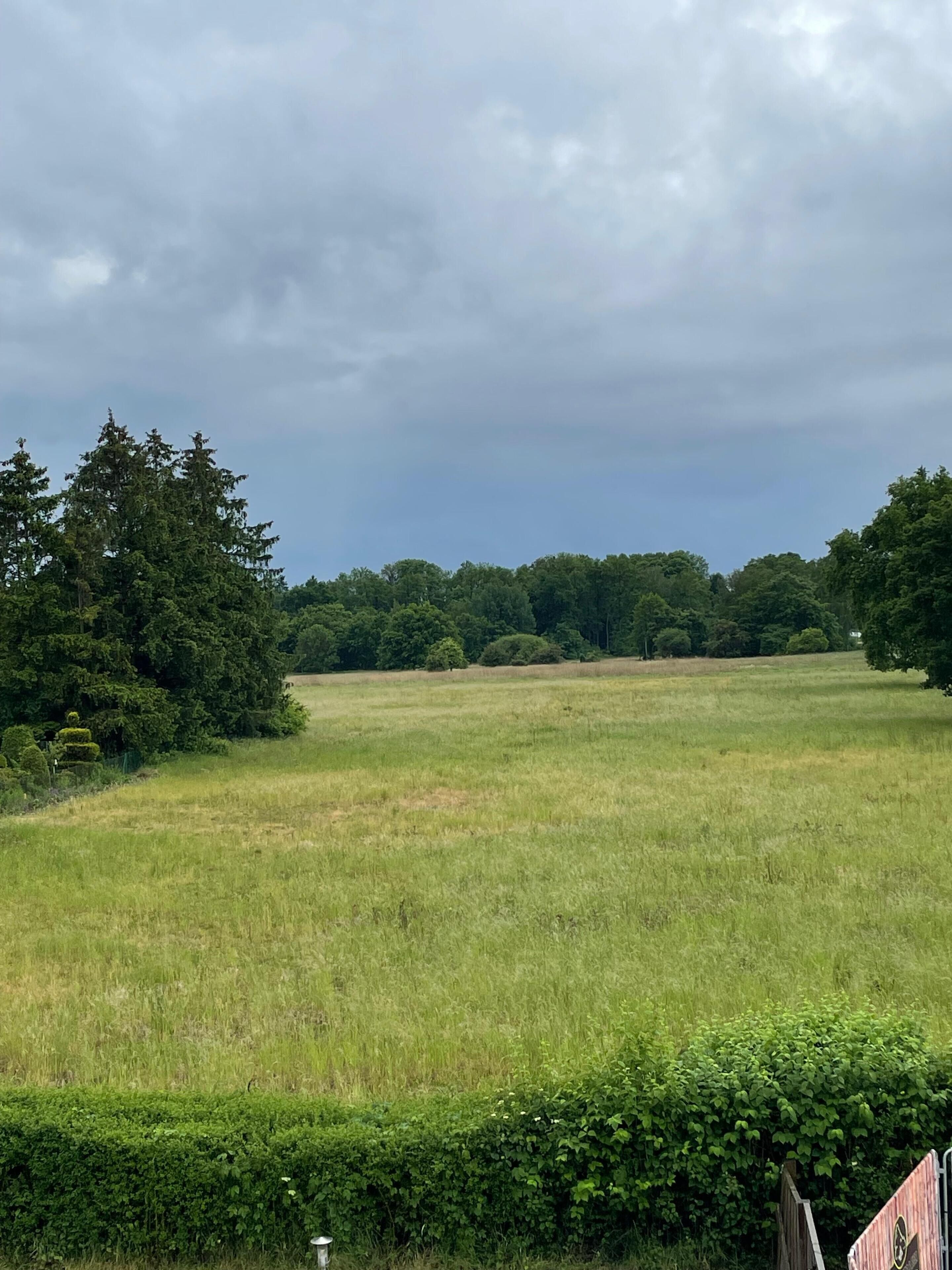 Een begroeid veld met bomen en een haag op de voorgrond.