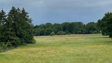 Een begroeid veld met bomen en een haag op de voorgrond.