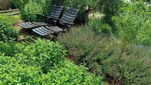 A garden area with a seating arrangement of four chairs and a table, surrounded by lush greenery and various plants.