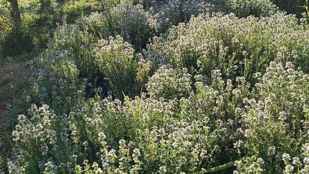 Een tuin met een bankje, omringd door weelderige begroeiing en bomen.