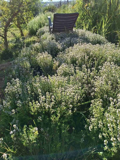 The Villa with the Aromatic Herbs