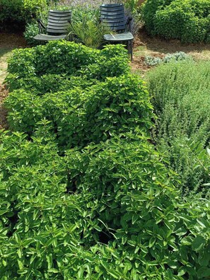 Property grounds - The Villa with the Aromatic Herbs (Thermaikos)