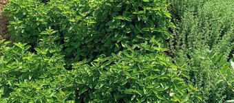 The Villa with the Aromatic Herbs