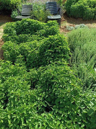 The Villa with the Aromatic Herbs