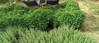 The Villa with the Aromatic Herbs