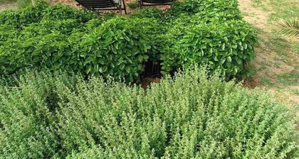 The villa with the aromatic herbs