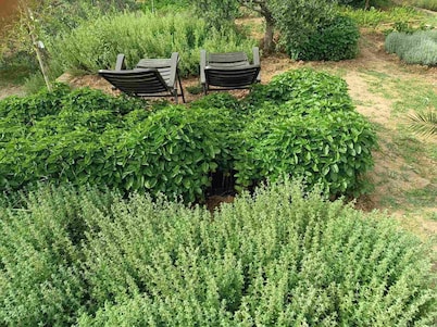 The Villa with the Aromatic Herbs