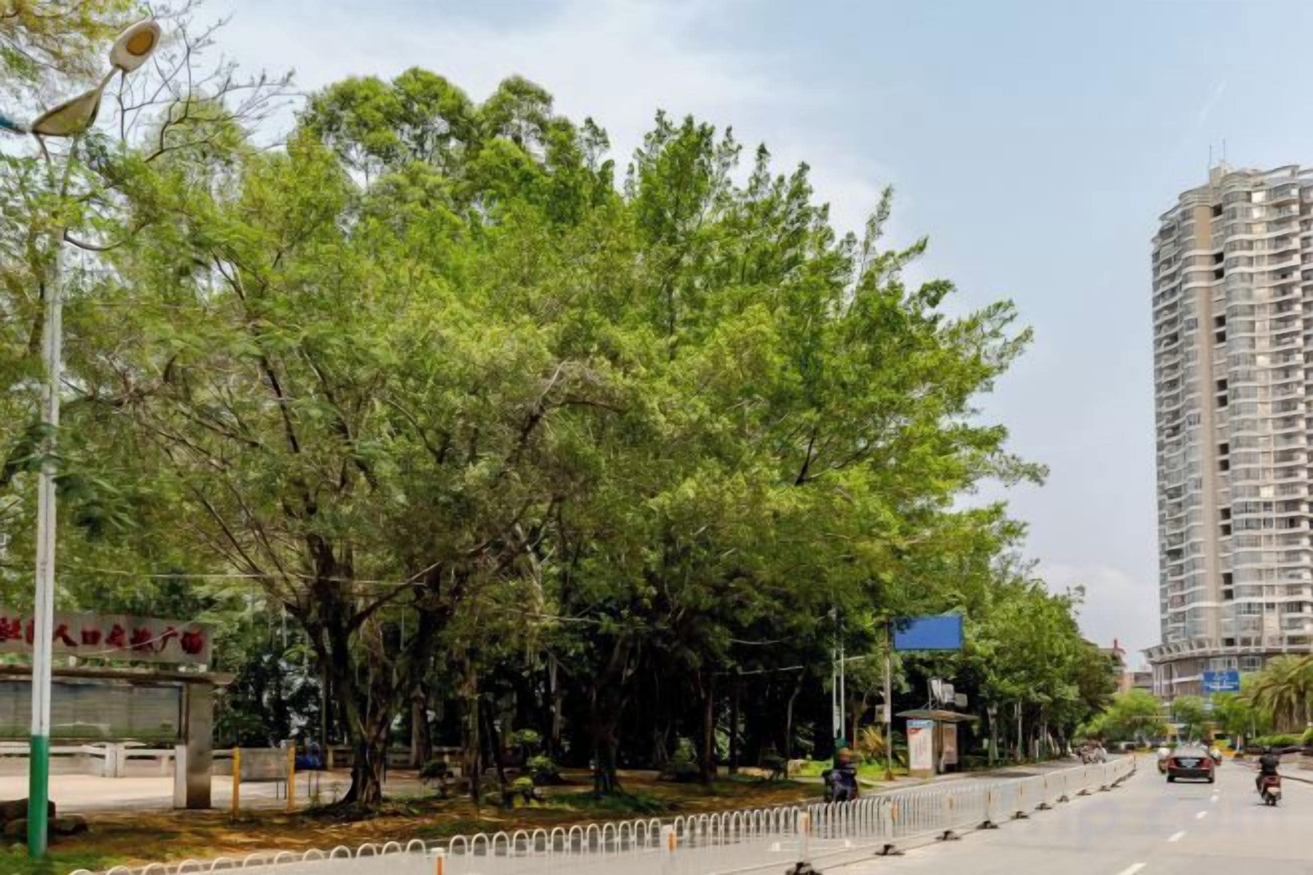 A street lined with trees and a tall building.