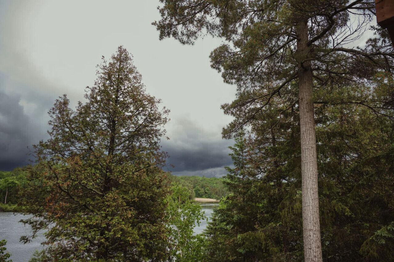 En vy över en sjö omgiven av tät skog och höga träd.