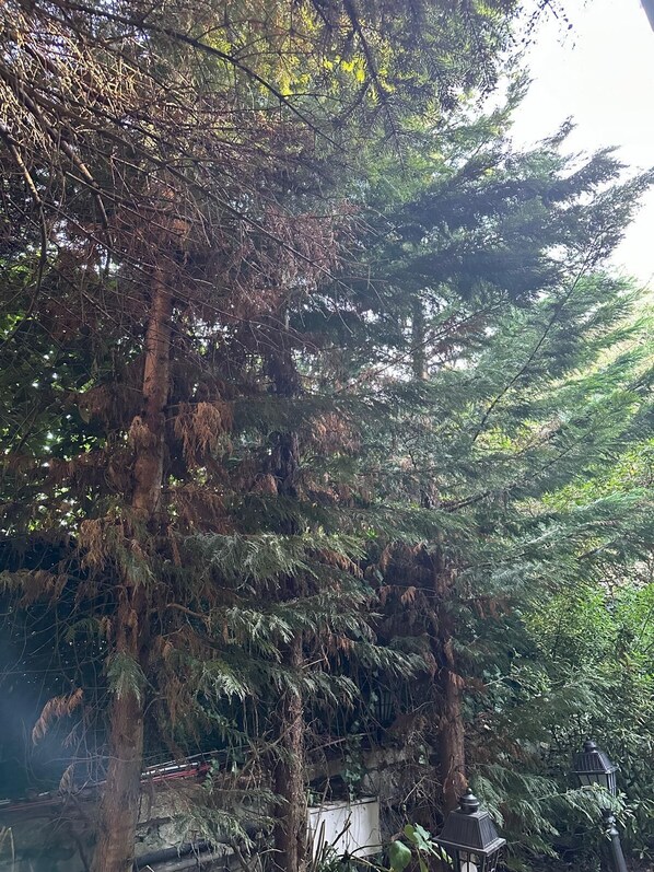 Une forêt dense, avec de grands arbres, et un mur de pierre en arrière-plan.