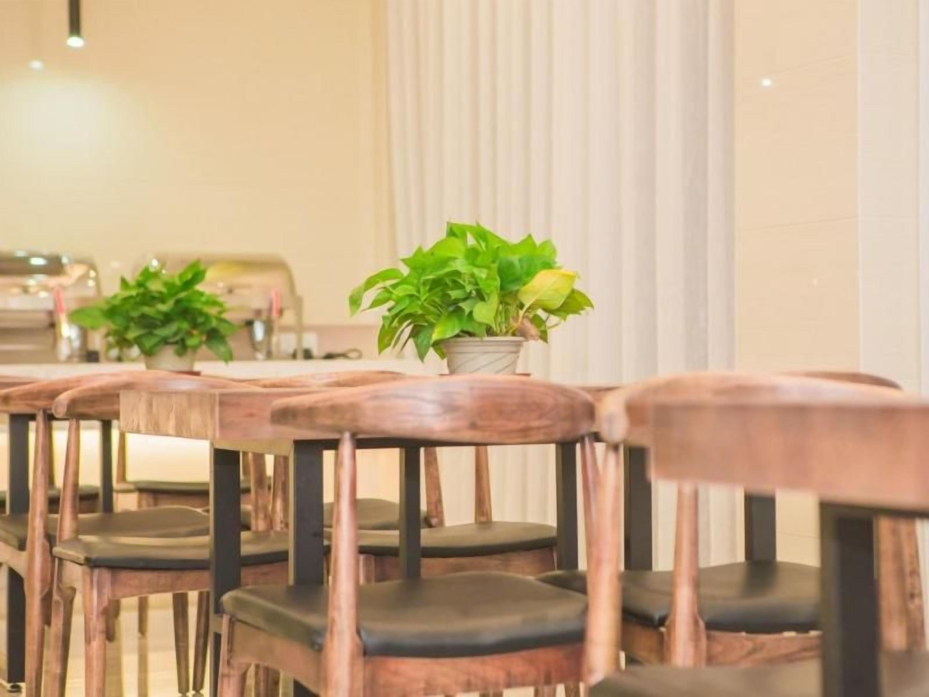 A row of wooden chairs with cushioned seats and a potted plant on a table.