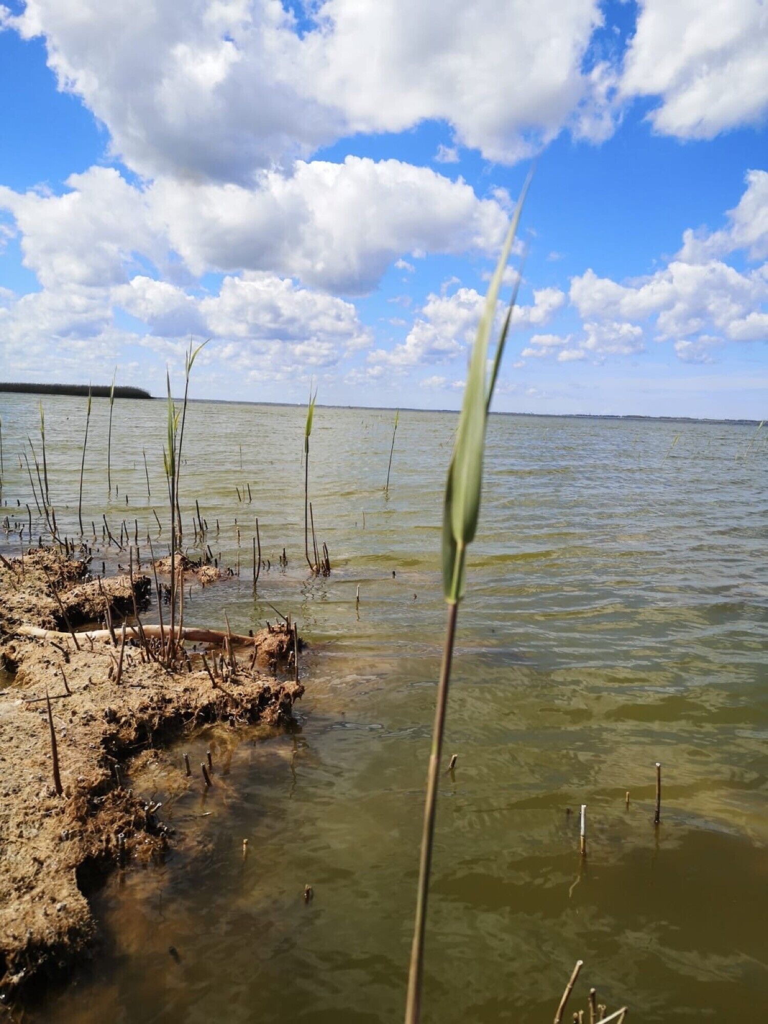 A body of water with reeds and a distant shoreline.