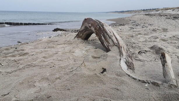 En sandstrand med en stor trädstam som spolats upp på stranden.