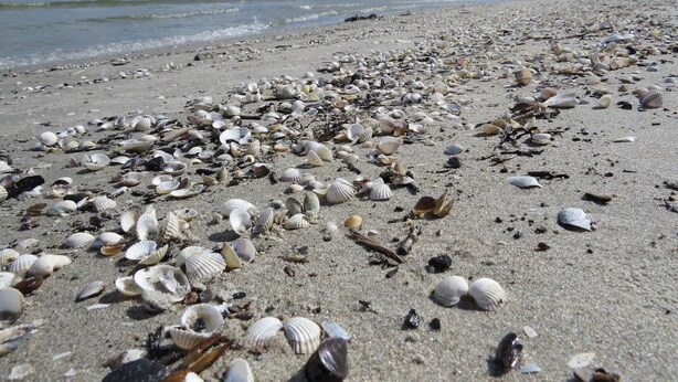Una playa con conchas y piedras dispersas.